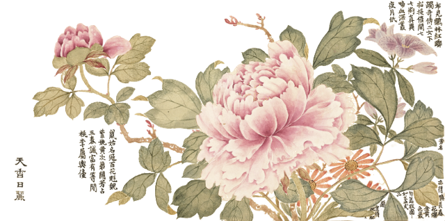 floral_Peony_flower